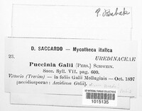Puccinia galii image